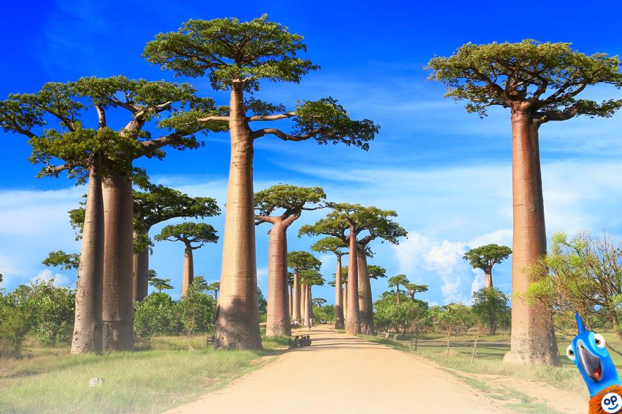 Cestovn pojitn na Madagaskar