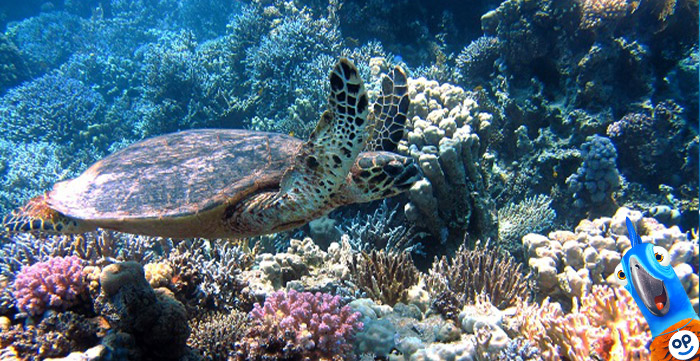 Šnorchlování Egypt