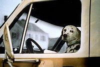 Povinné ručení - Pes v autě
